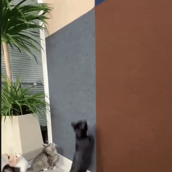 Anti-Scratch Furniture and Wall Protector