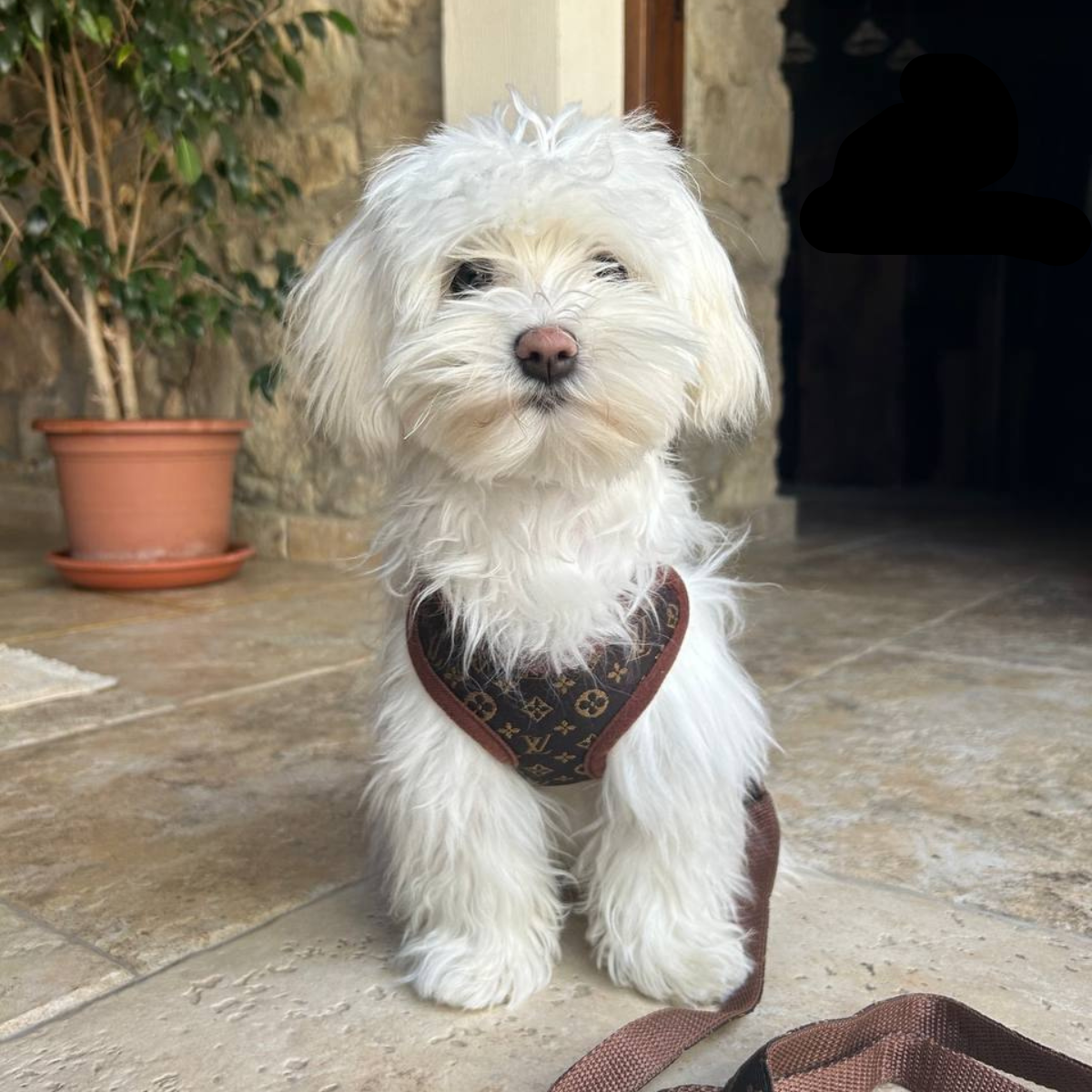 Comfortable No-Pull Dog Harness and Leash Set