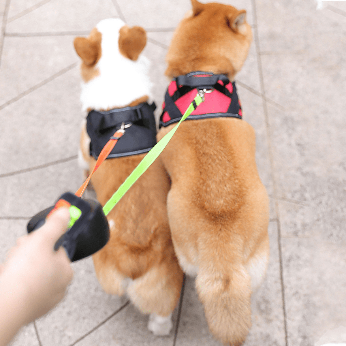Dog Leash for Two Dogs with Rotating Reel