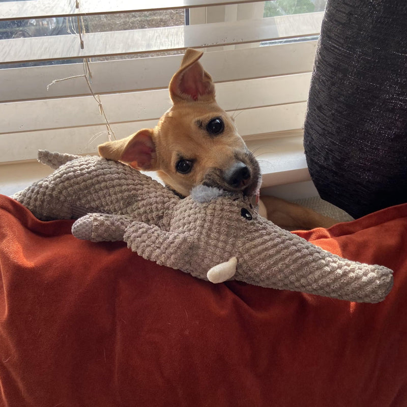 Durable Dog Toy for Chewers