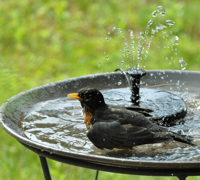 Eco-Friendly Solar Fountain That Adds Charm to Any Garden