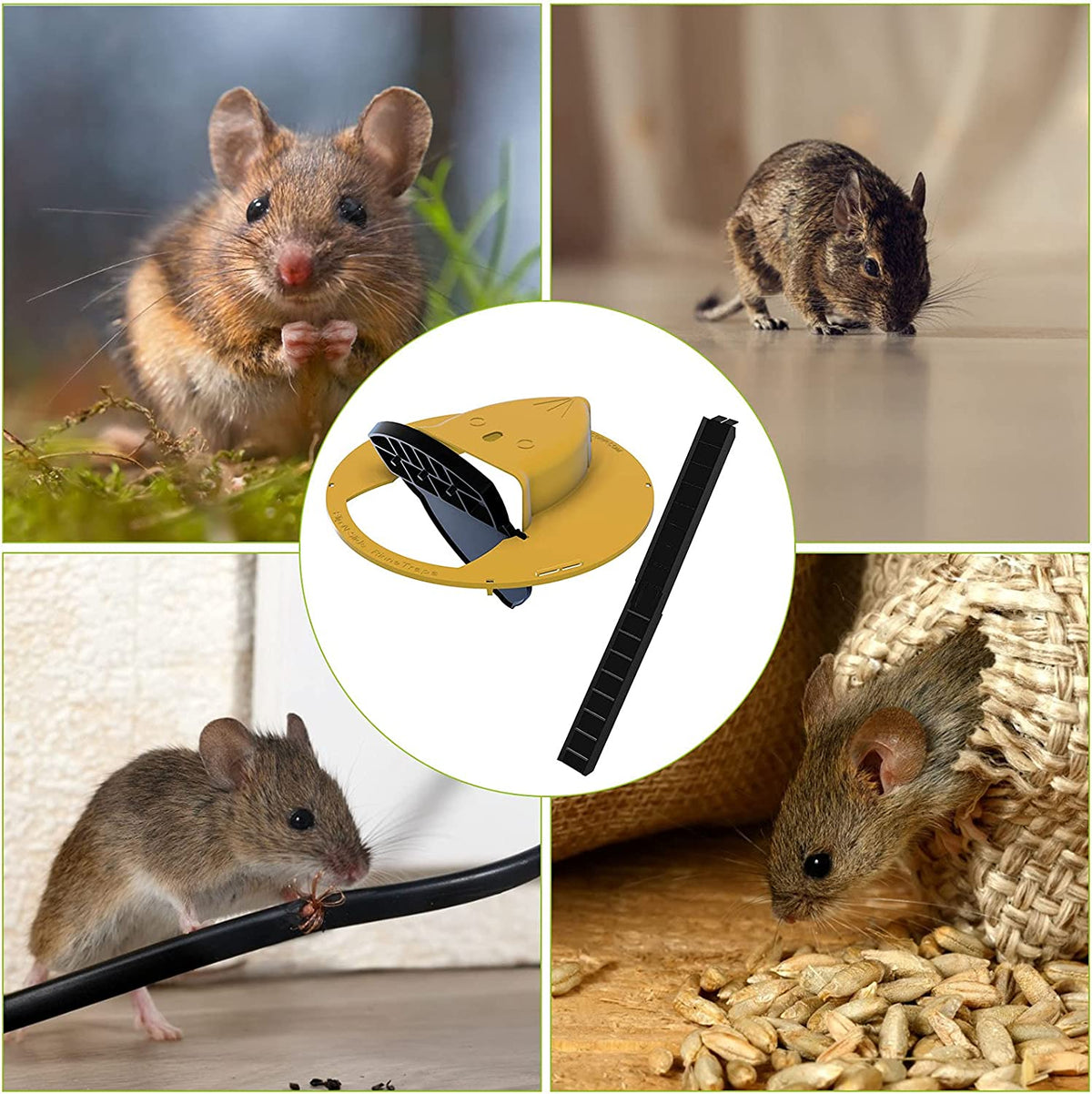 Humane Bucket Lid Mouse Trap with Safe Catch
