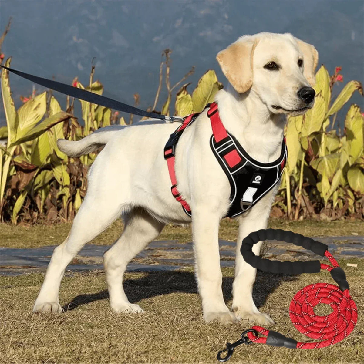 No-Pull Dog Harness with Comfort Padding