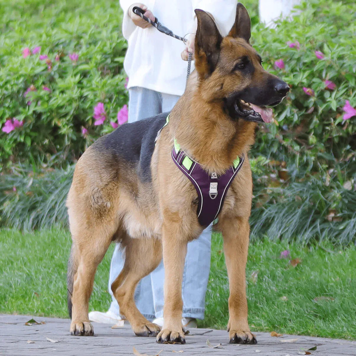 No-Pull Dog Harness with Comfort Padding