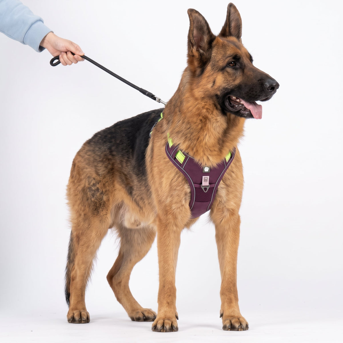 No-Pull Dog Harness with Comfort Padding