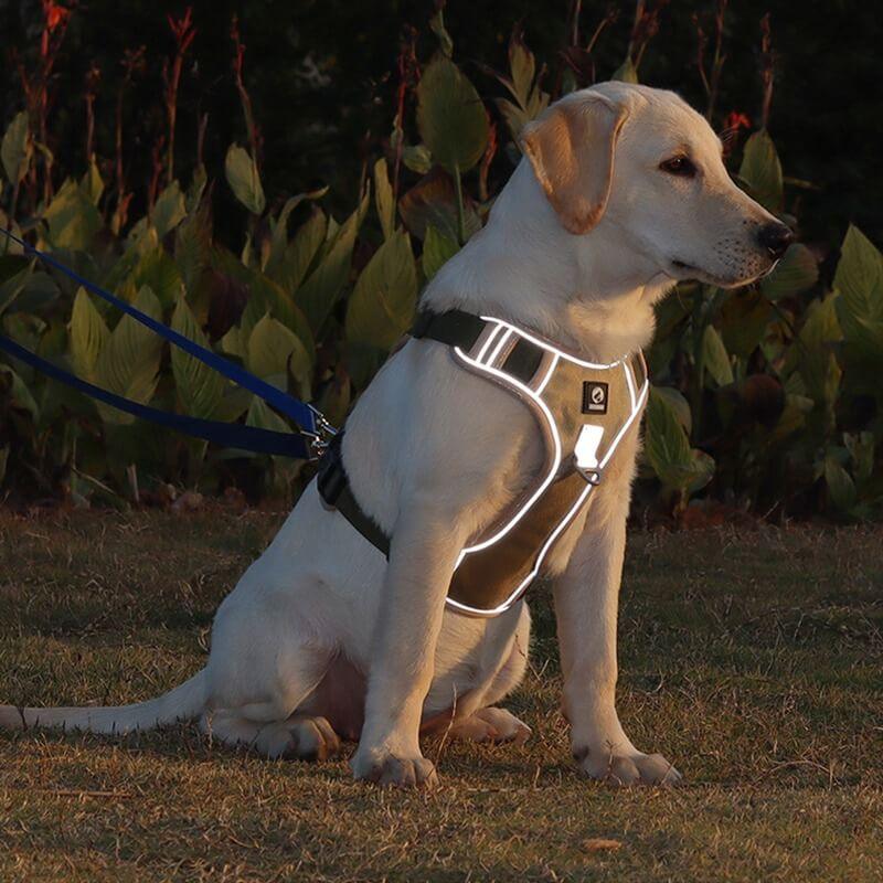 No-Pull Dog Harness with Comfort Padding