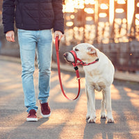 Stop Barking and Biting Without Stress